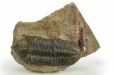 Detailed Reedops Trilobite - Atchana, Morocco #310245-2